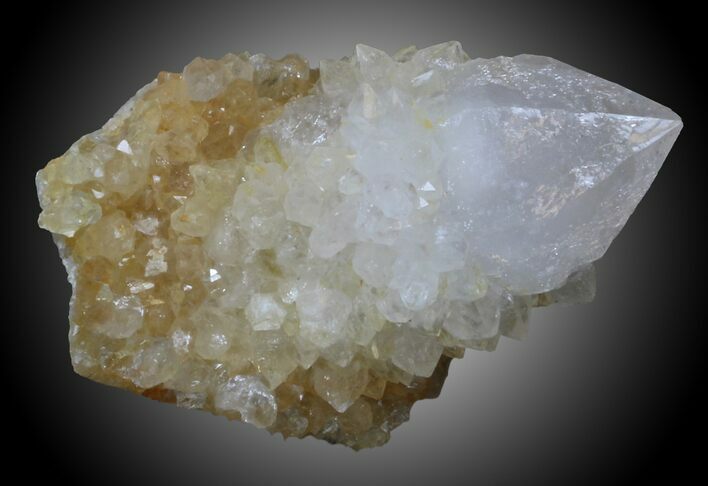 Cactus Quartz Crystals - South Africa #33914